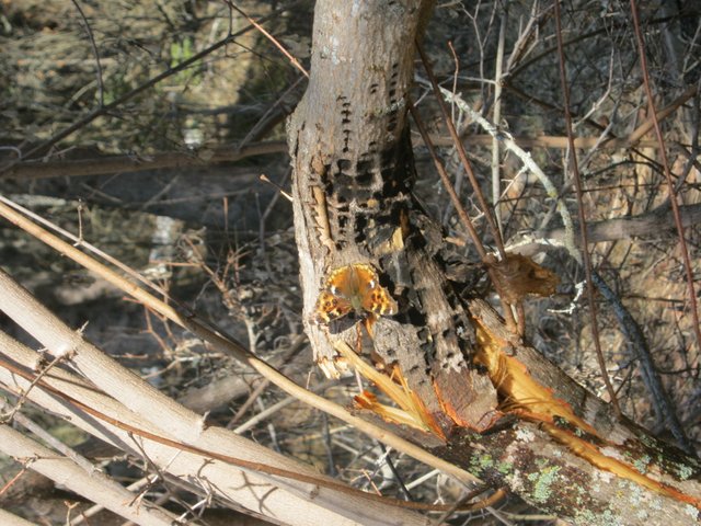 butterfly on damaged tree by sapsucker holes.JPG