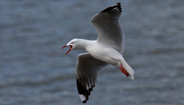 6115632013-seagull (FILEminimizer).jpg