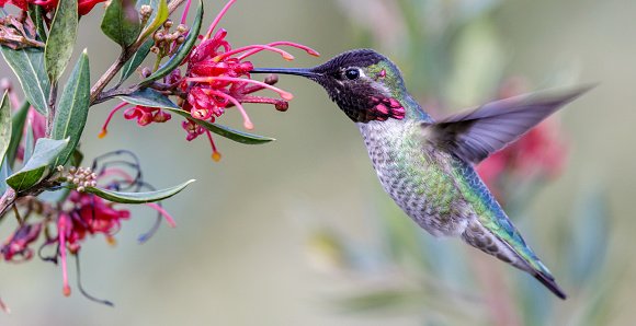 annas-hummingbird-adult-male-hovering-and-feeding.jpg