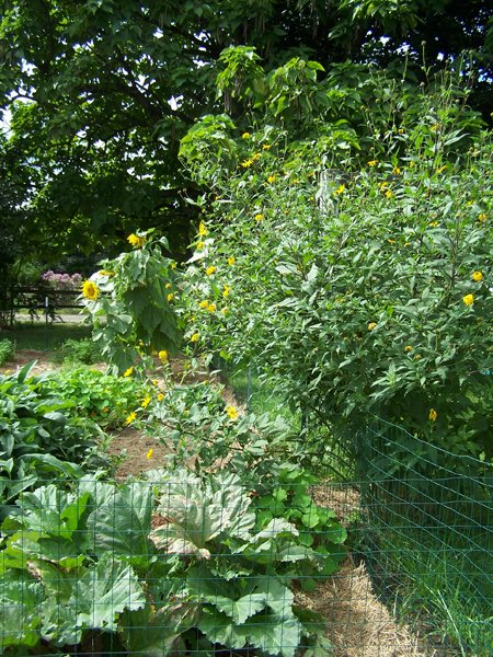 Big garden - Jerusalem artichoke, rhubarb, sunflowers crop Sept. 2018.jpg