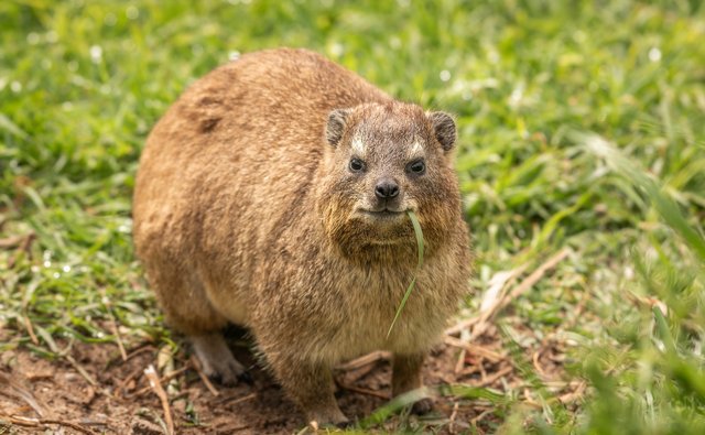 hyrax-3897731_1920.jpg