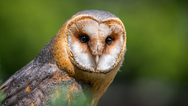 barn-owl-2550068_1920.jpg