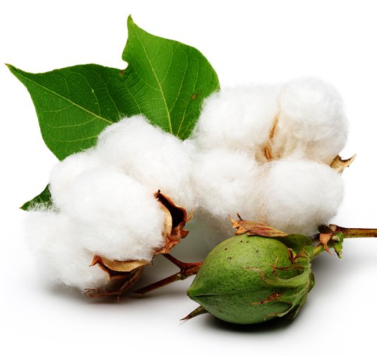 cotton(2).jpg