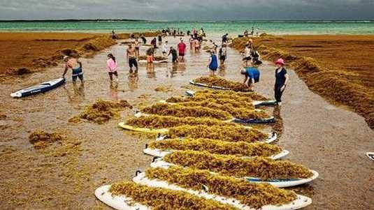 bonaire_seaweed.jpg