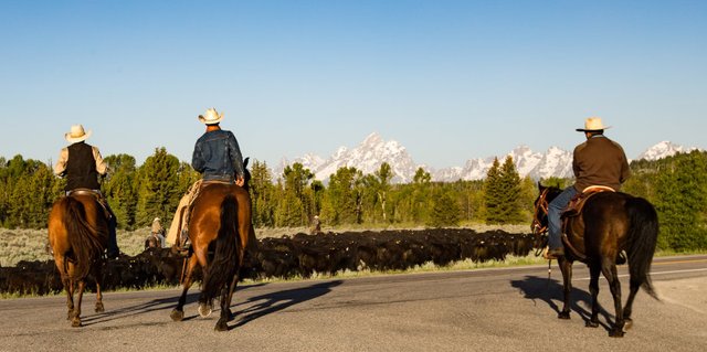 cattle_drive_small.jpg