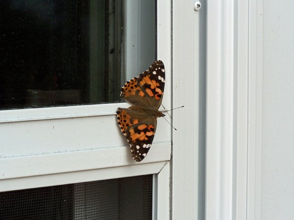 Painted Lady butterfly1 crop September 2019.jpg