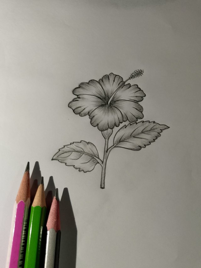 hibiscus .jpeg