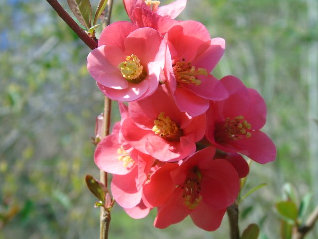 1photofleurs rouge (4).JPG