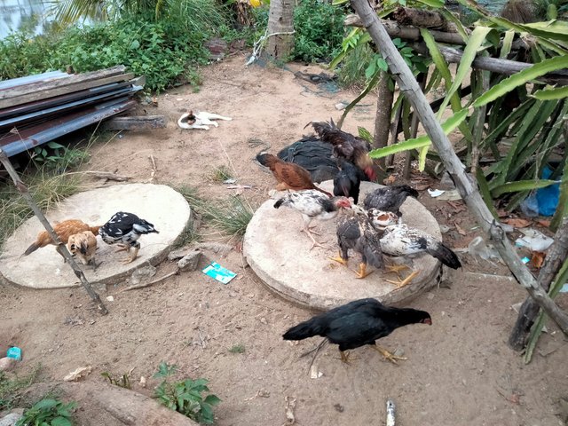 IMG20250727180856.jpg