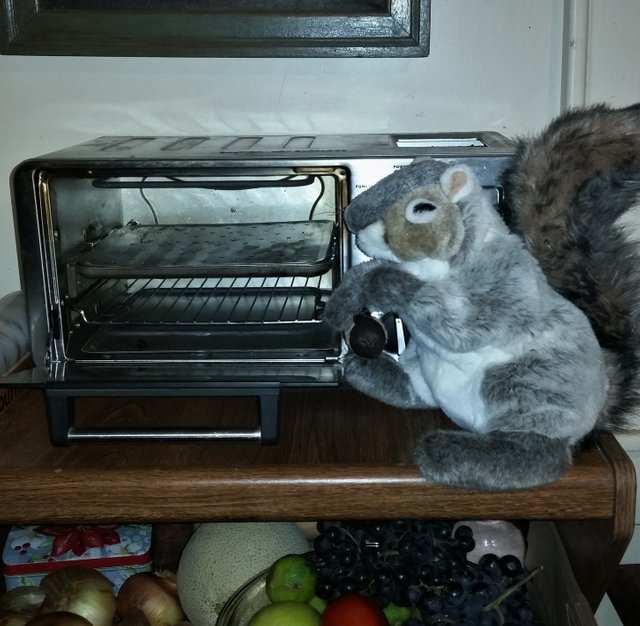 squirrel with toaster oven.jpg