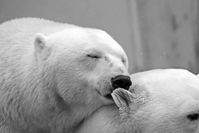 polar-bear-196318_1280.webp