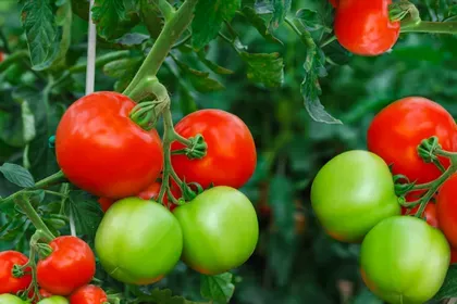 top-tomato-growing-tips-1402587-11-c6d6161716fd448fbca41715bbffb1d9.webp
