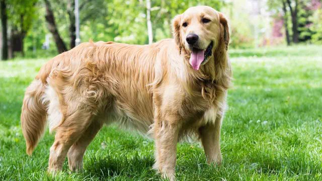 El-Sumario-Beneficios-de-tener-un-Golden-Retriever-como-mascota.jpg