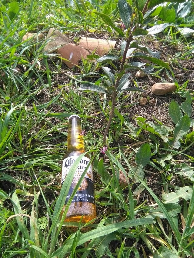 corona im gras.jpg