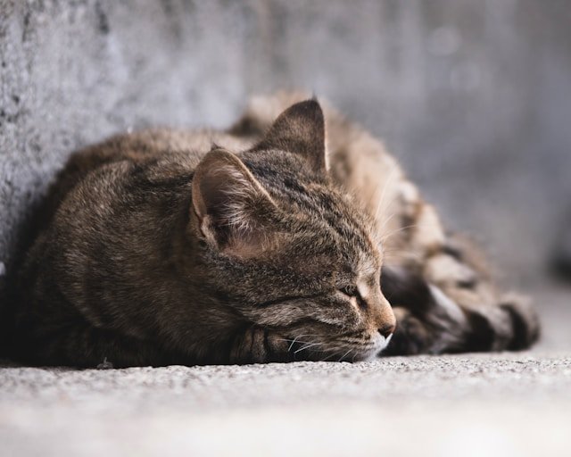 sajad-nori-jX_4R_SoluM-unsplash (1).jpg