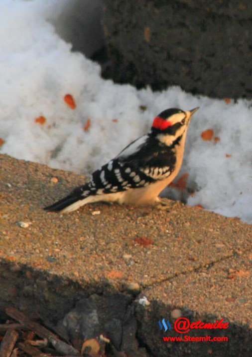 Downy Woodpecker PFW0044.JPG