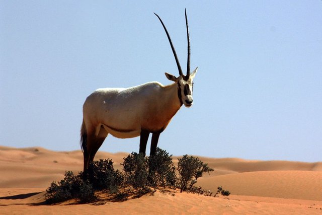 Desert-Animals-Arabian-Oryx.jpg