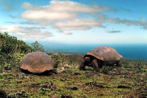 Galapagoss_3.jpg