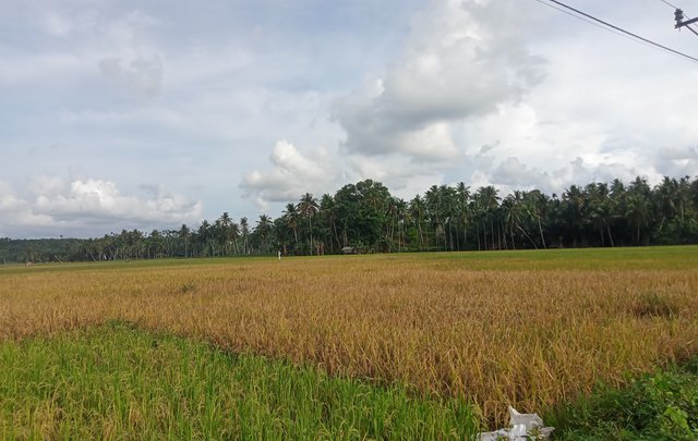 1000262033-01.jpeg