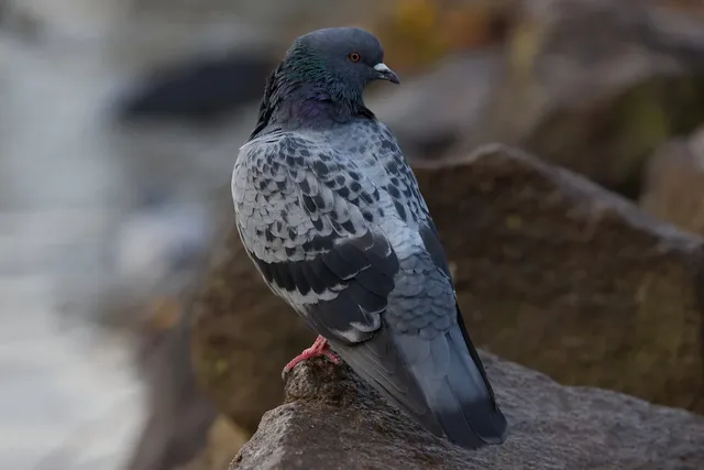 pigeon-8028951_1280.webp