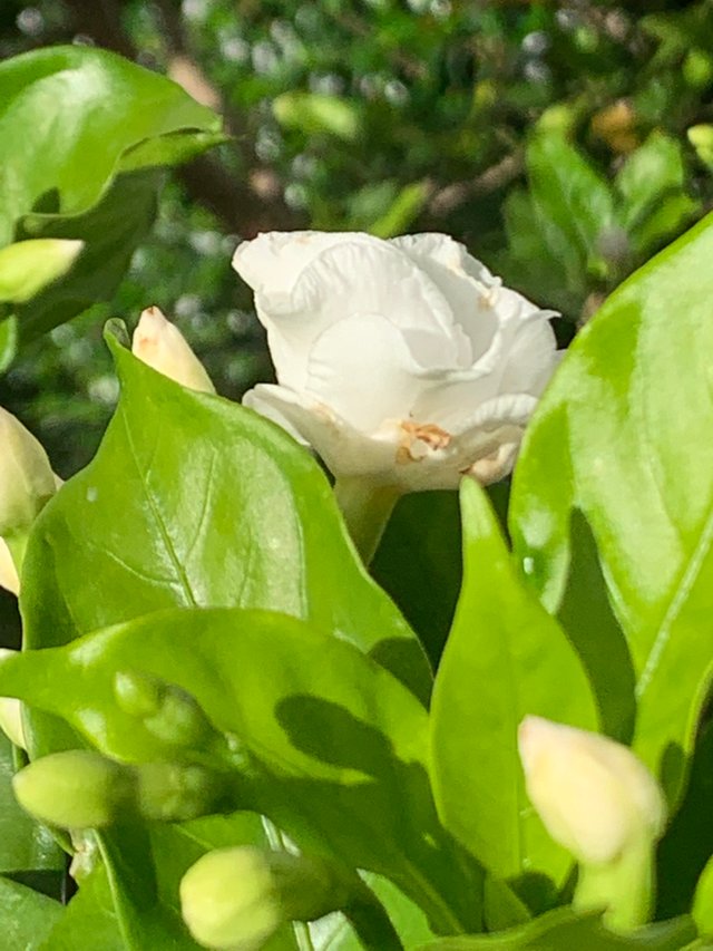 flower118.jpg