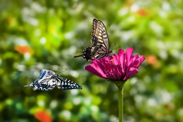 butterflies-8048191_1280.webp