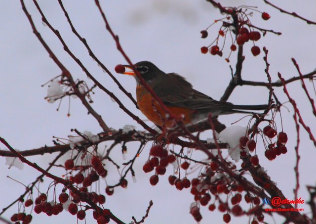 American Robin IMG_0163.JPG