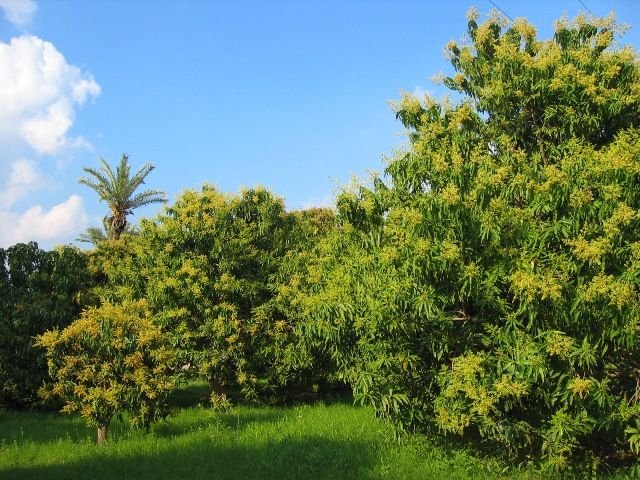 mango garden.jpg