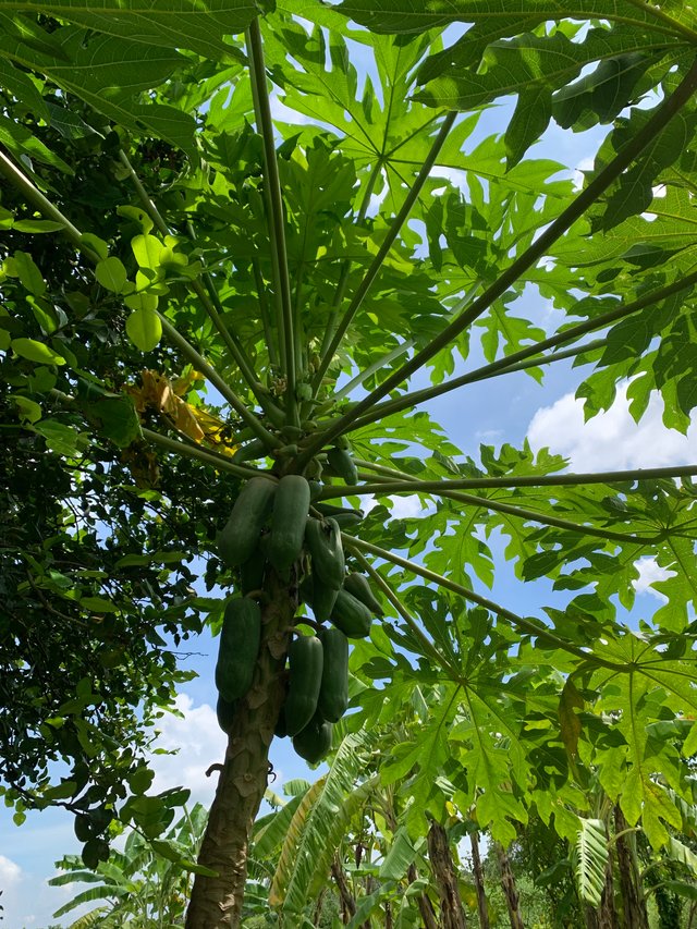 garden102.jpg