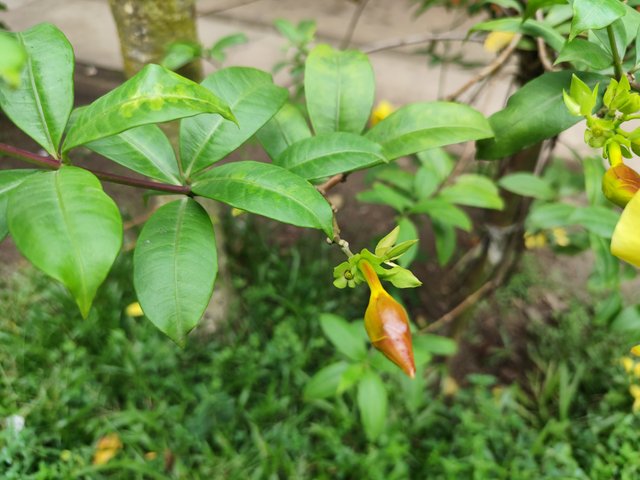 IMG_20250714_172559.jpg