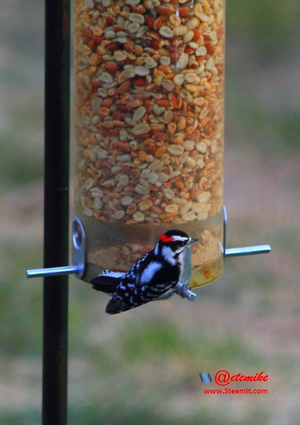 Downy Woodpecker PFW0302.JPG