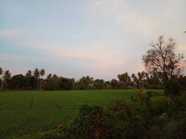 sawah.jpg