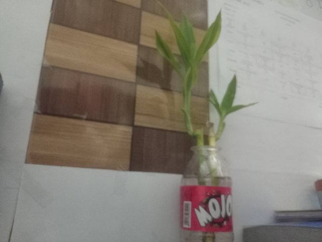 IMG20250304232808_01.jpg