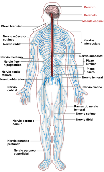 363px-Nervous_system_diagram-1-_gal.png
