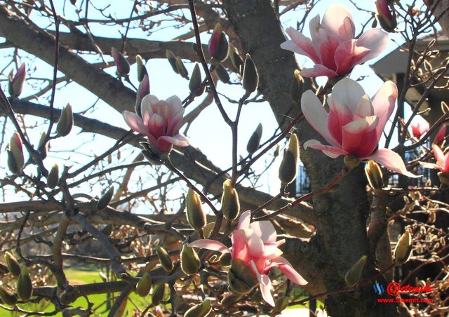 Saucer Magnolia Tree bloom SN_0005.JPG