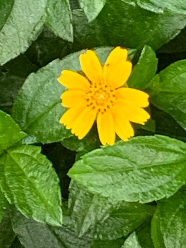 flower112.jpg