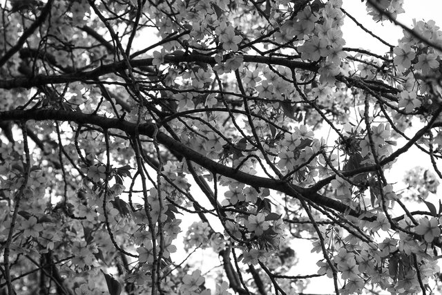 Japan tokyo museum cherry detail 14 bw.jpg