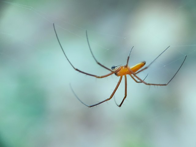 Nephila Pilipes (15).jpg