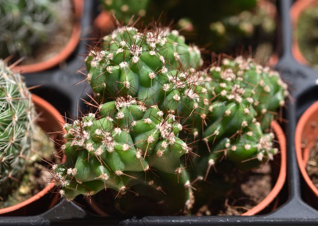 Cereus Peruvianus Monstrose.jpg