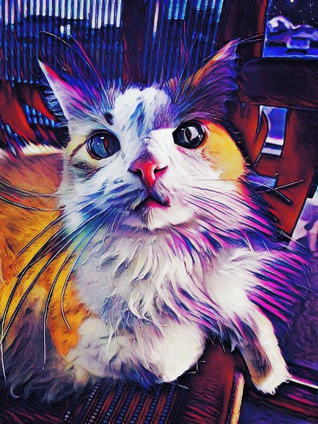 trippy-cat-art-04.jpg