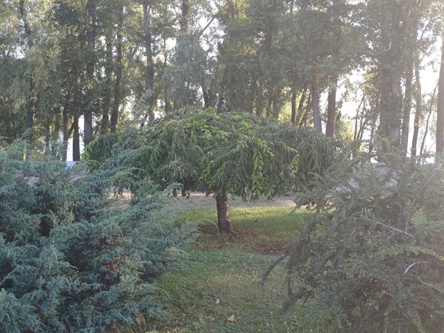 20250716_071027.jpg