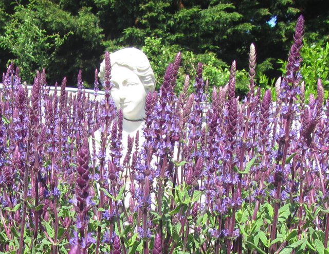 lavender with head bust.jpg
