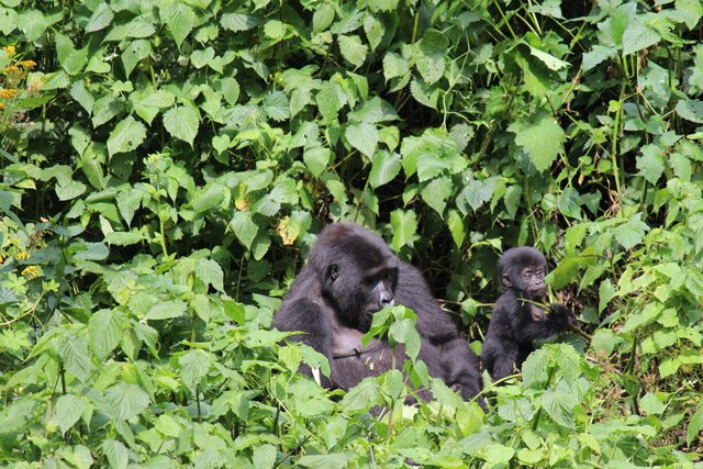 Best 10 Tips for Booking Best Uganda Safari Trips Focused on Gorillas.jpg