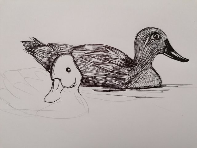 duck pen (4).jpg