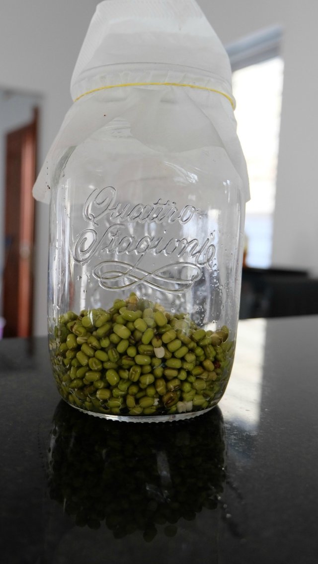 mung-bean-sprouts-3.jpg