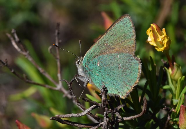 butterfly Green hairstreak 4.jpg