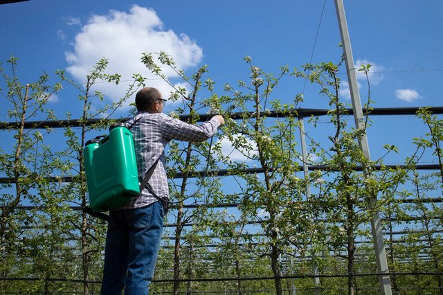 male-agronomist-treating-apple-trees-with-pesticides-orchard_342744-1033.jpg