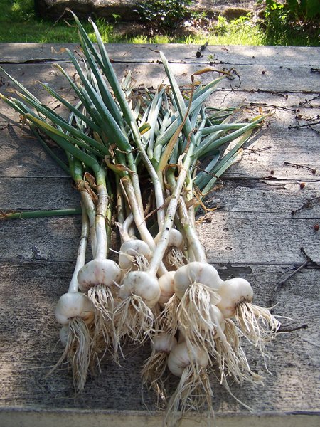 Processing garlic - Chesnok Red crop July 2018.jpg