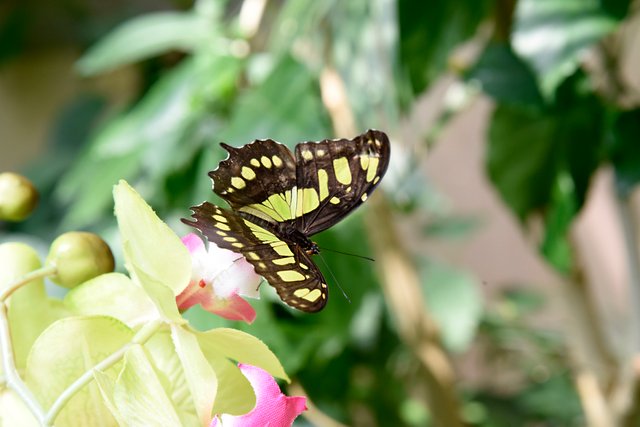butterfly-7.JPG