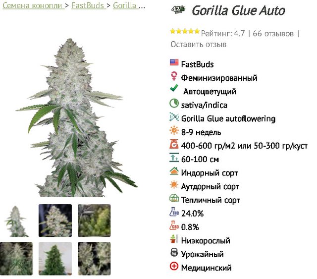 Рейтинг семян конопли где выращивается марихуана